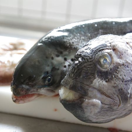 Zwei frische Fische auf dem Schneidebrett